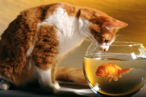 Cat and Fish3701817034 300x200 - Cat and Fish - Prowling, Fish